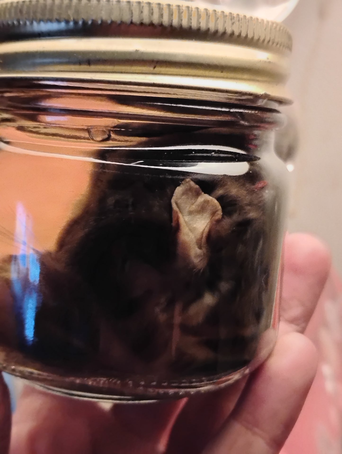 Flying squirrel