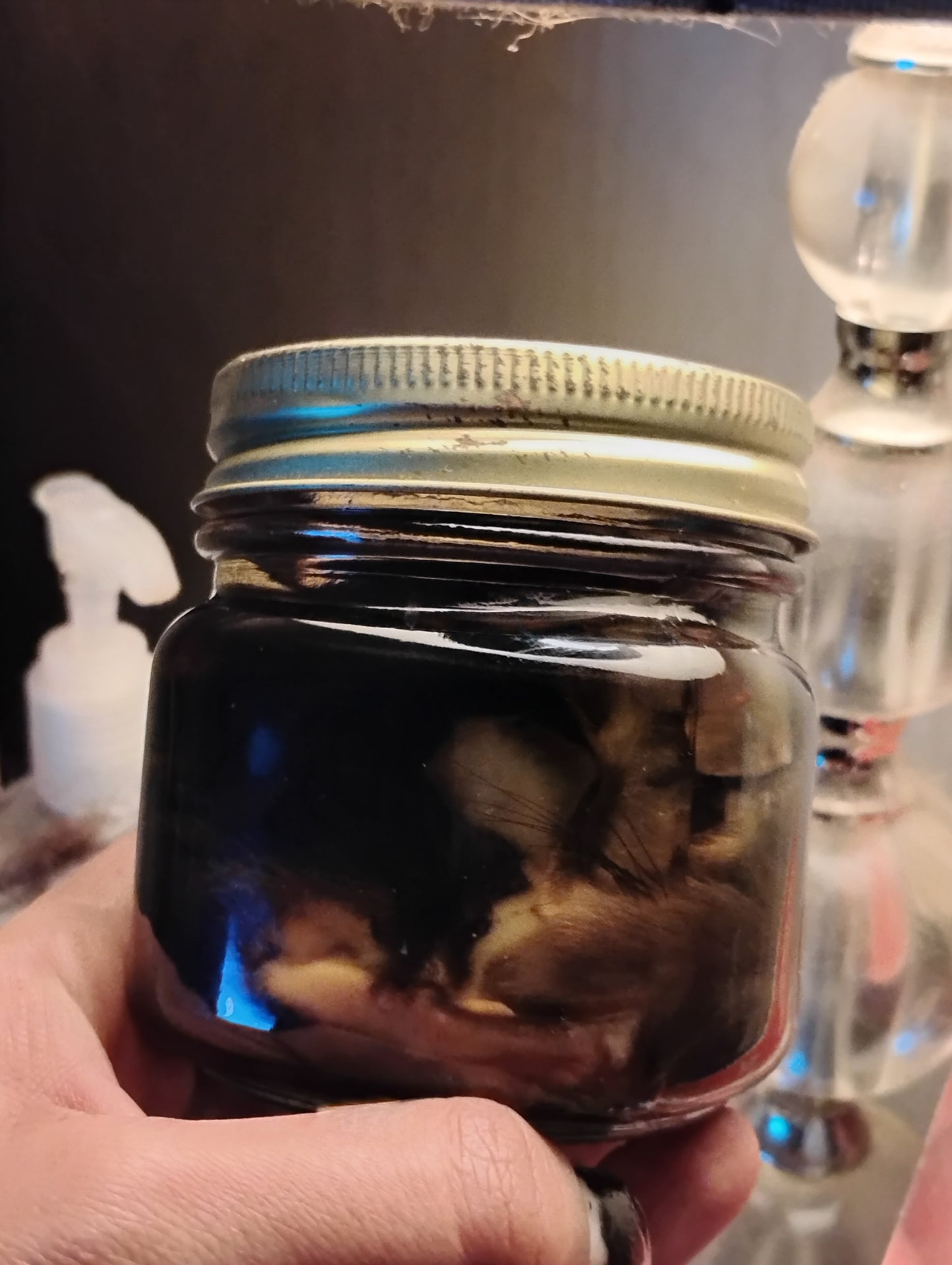 Flying squirrel