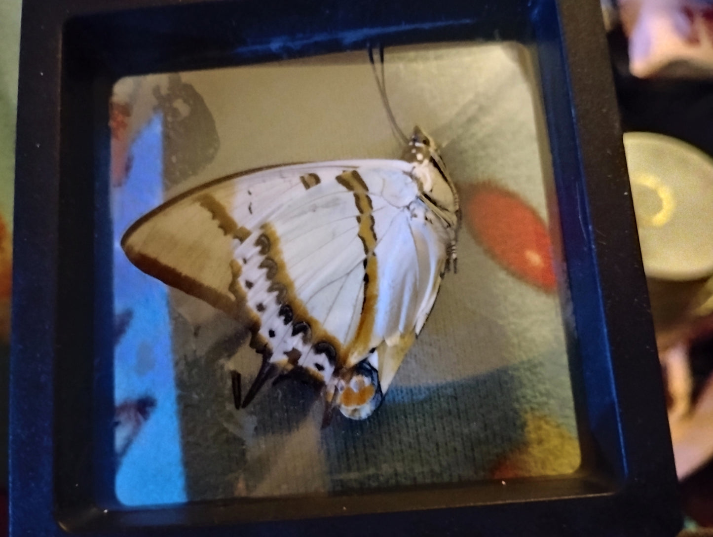 Mystery Package