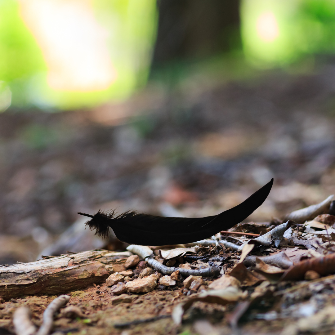 Raven feather