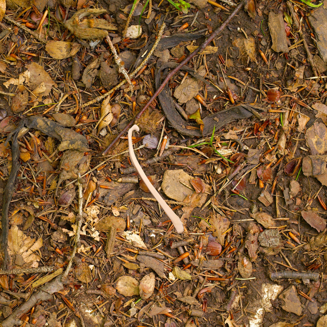 Mink Baculum