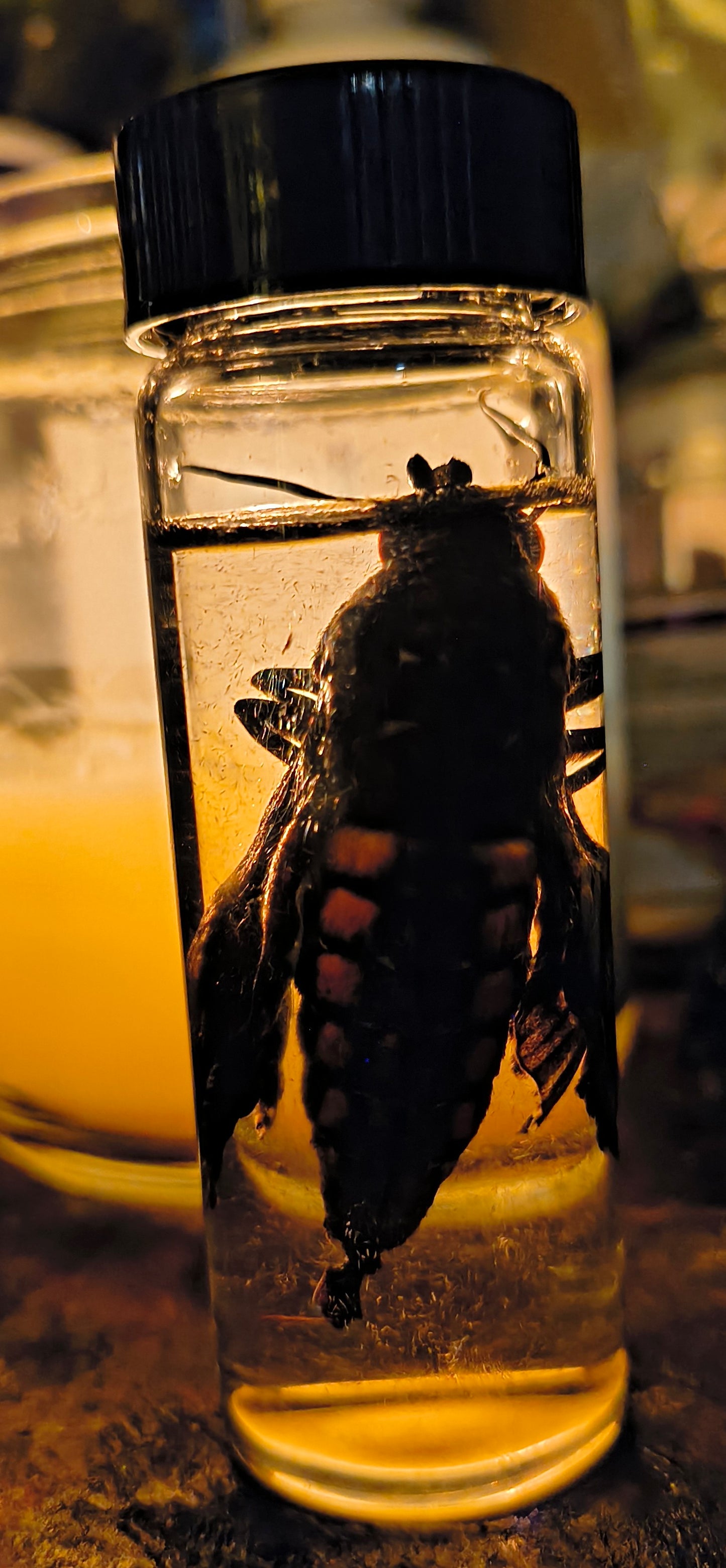 Hawk Moth named Crunchy