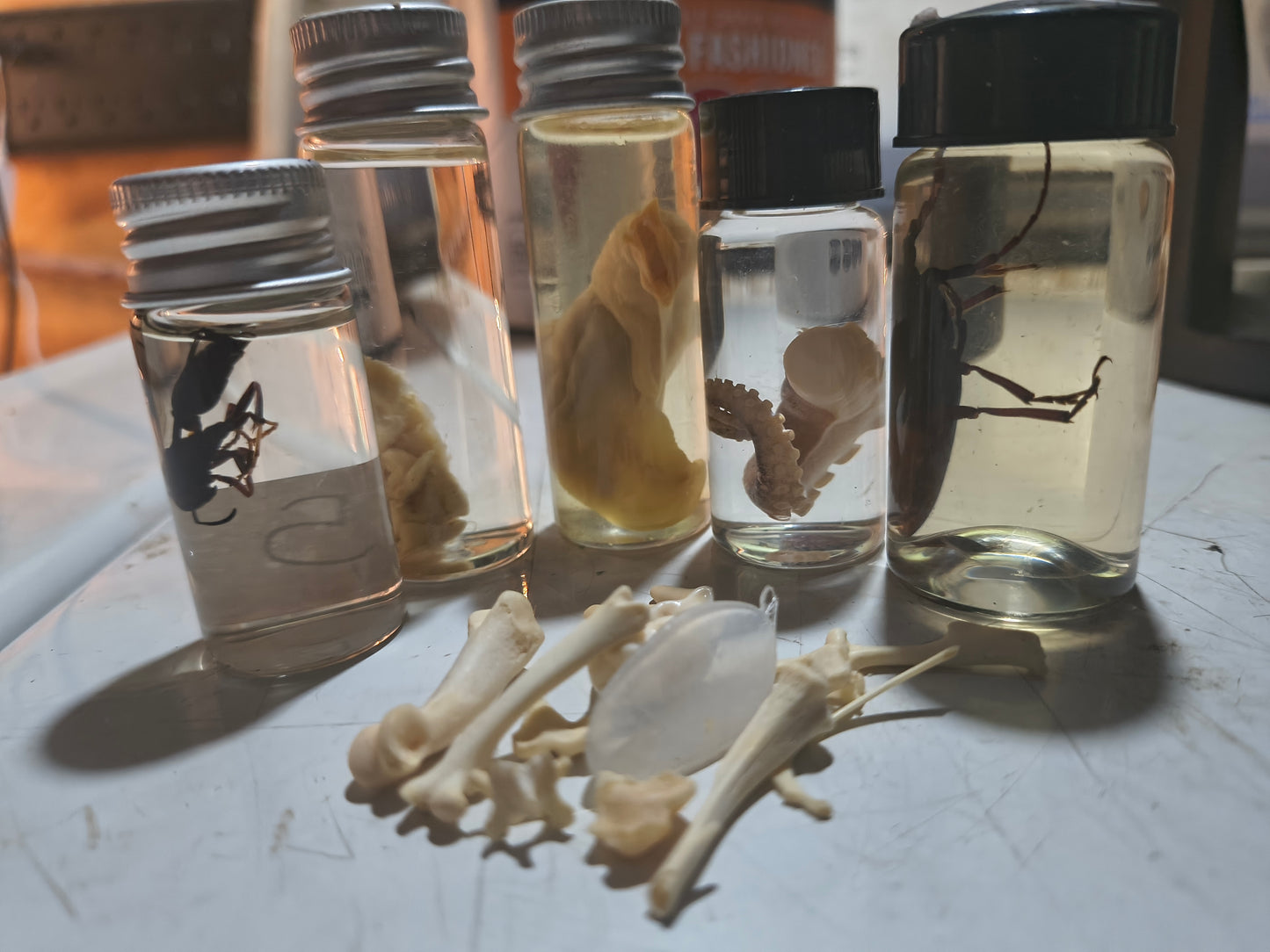 Wet Specimen Mystery