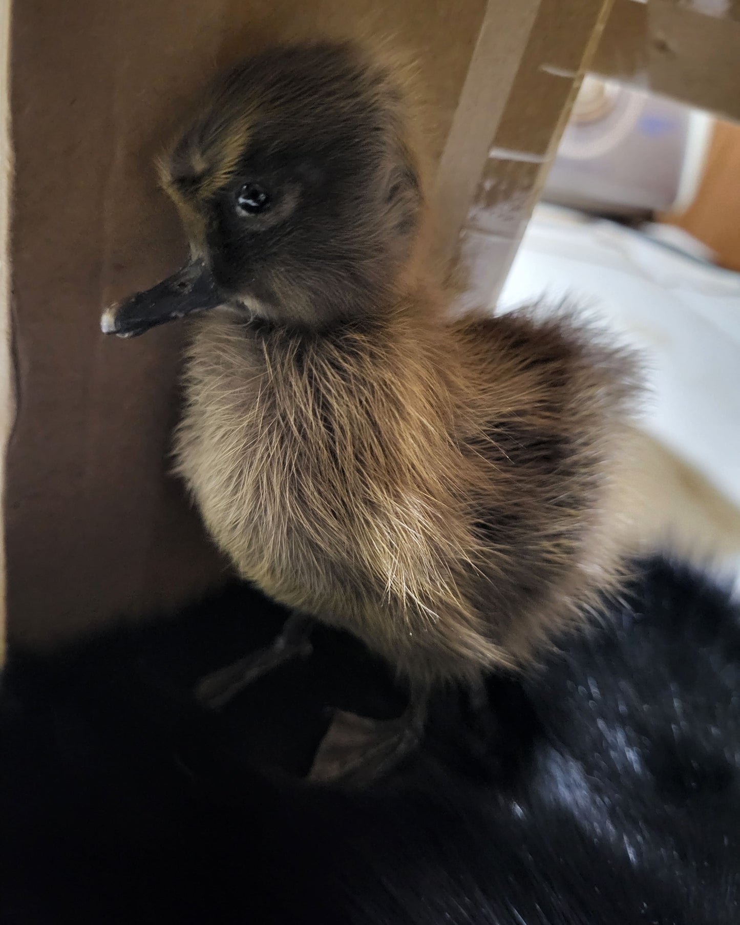 Rouen duckling taxidermy