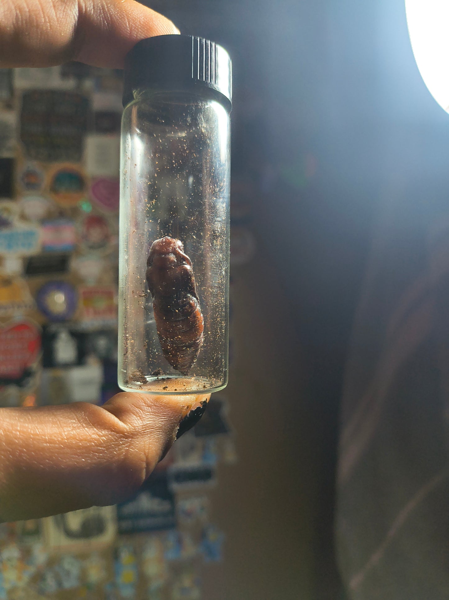 Deformed pupa
