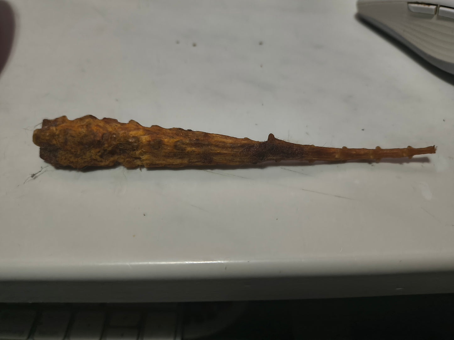 Mummified lizard tail