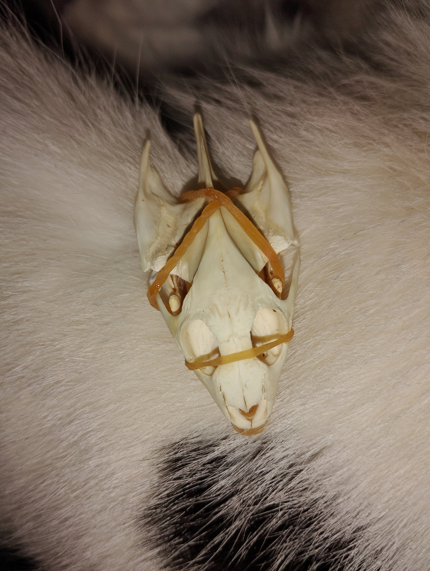 Turtle skull
