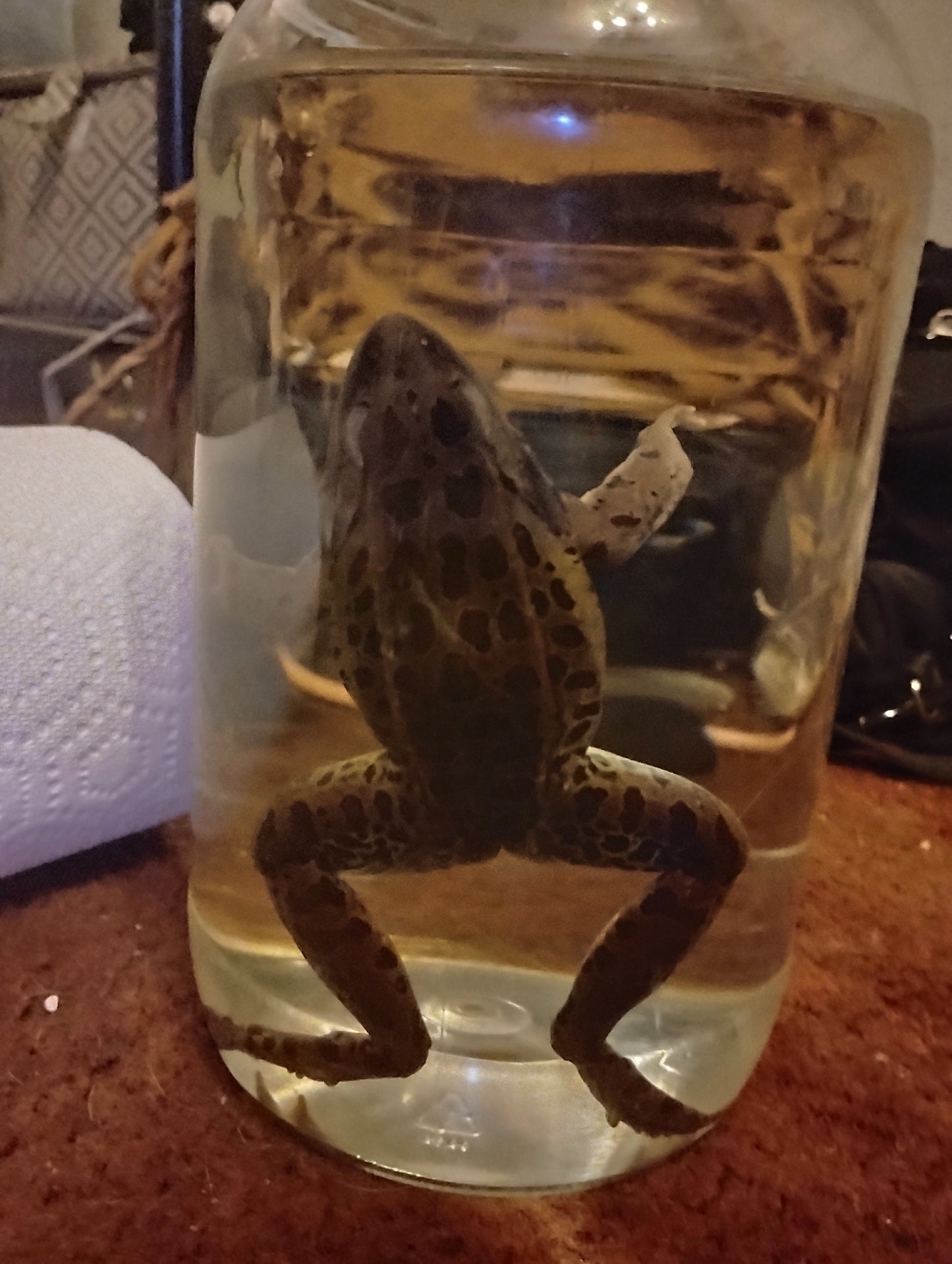 Howard the bull frog