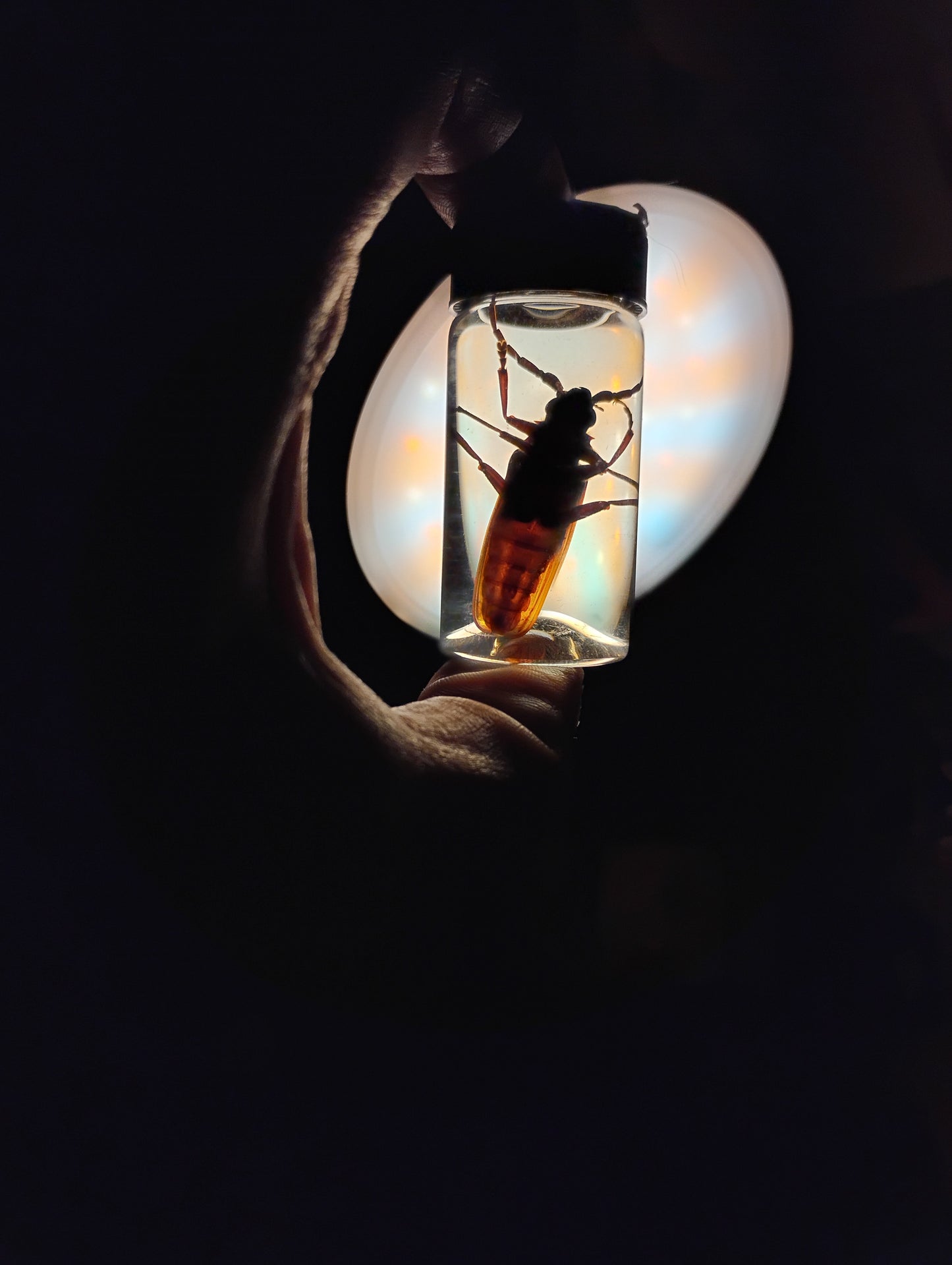 Longhorn beetle