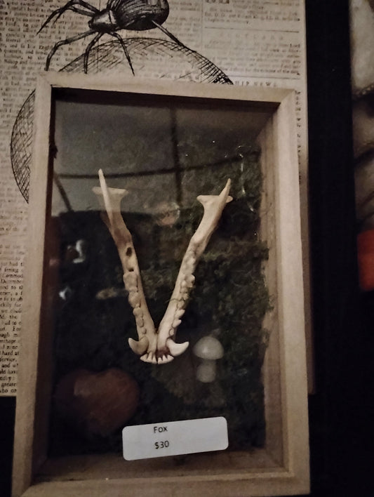 Fox shadowbox