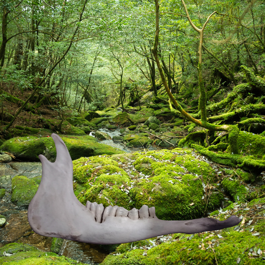 Cow jaw