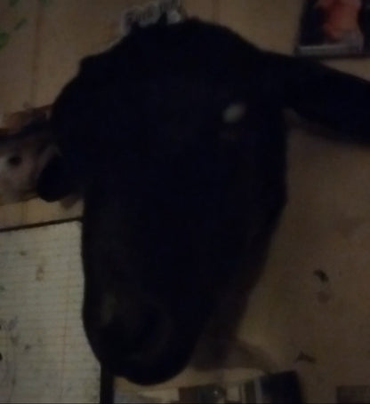 Taxidermy Black Goat