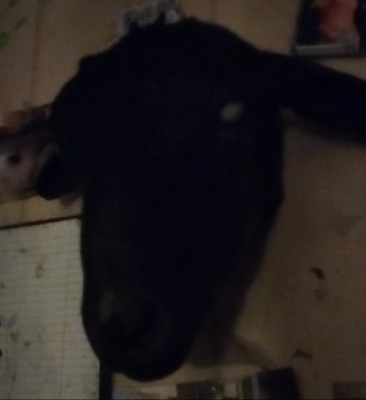Taxidermy Black Goat