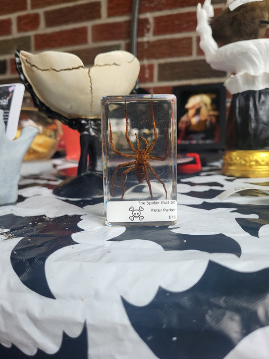 Simple Bug Taxidermy Guide