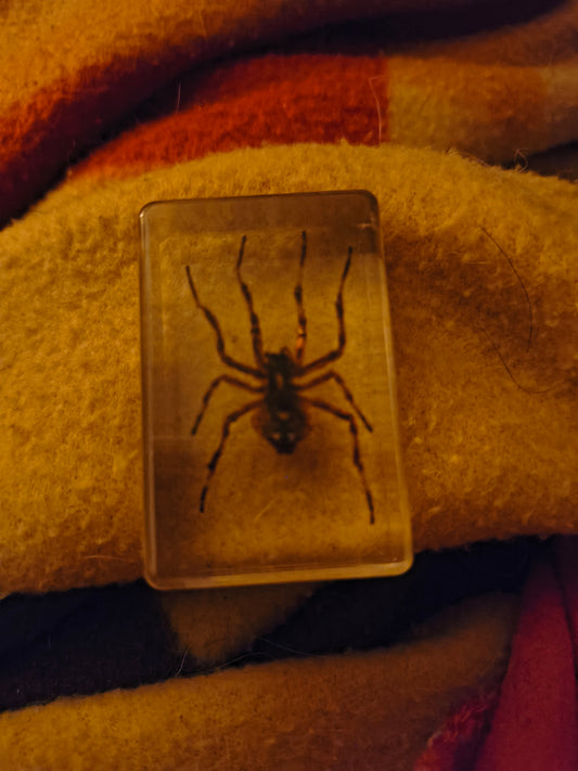 Wolf spider