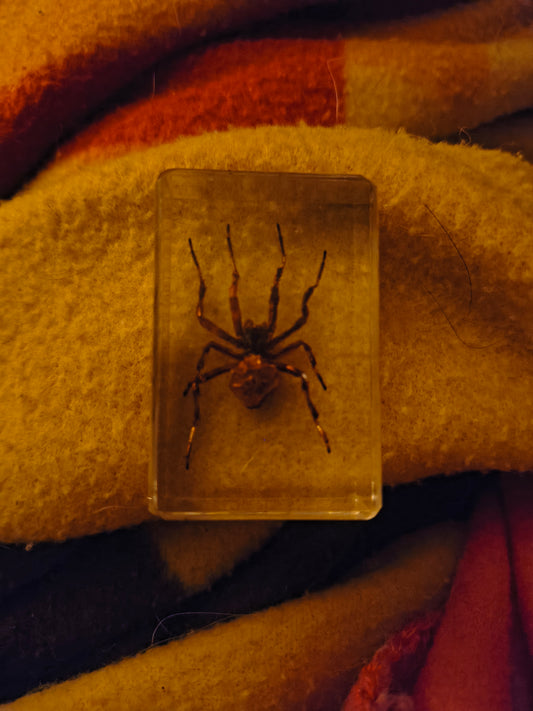 Wolf spider