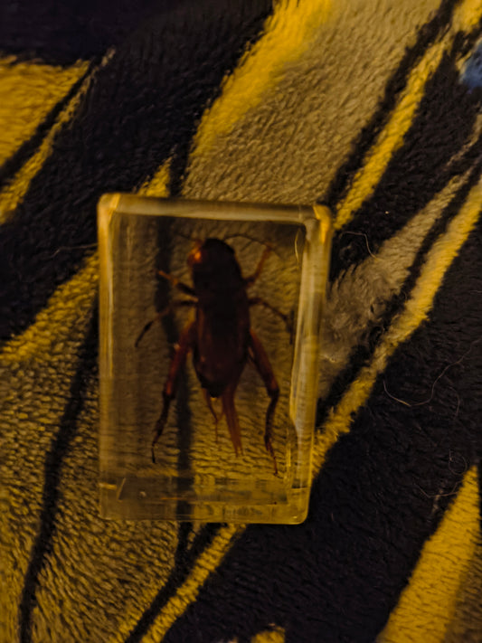 Bugs!