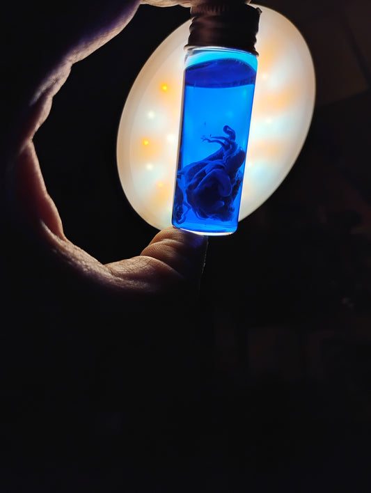 Squid in blue liquid