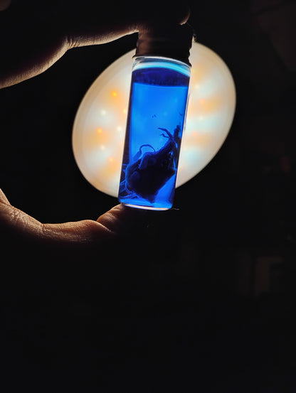 Squid in blue liquid