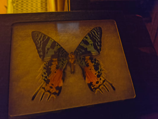 Madagascan sunset moth
