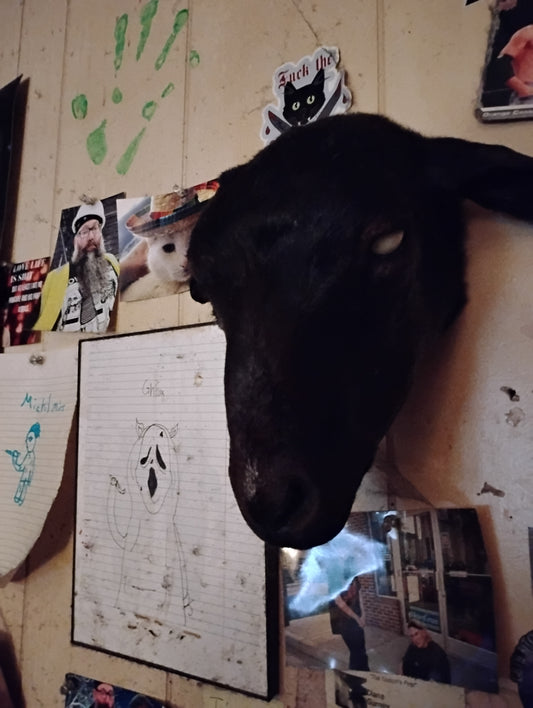 Taxidermy Black Goat