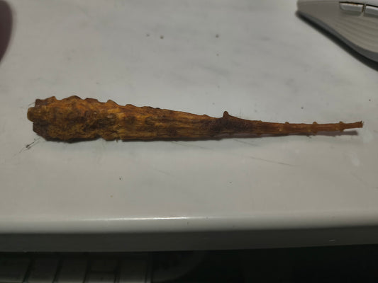 Mummified lizard tail