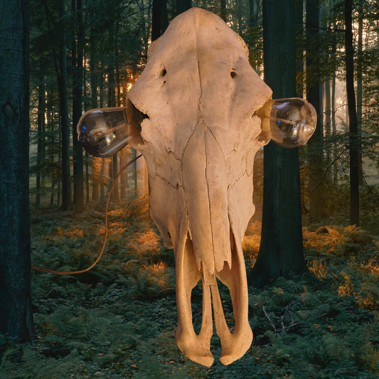 Cow skull wall hang with Edison bulbs