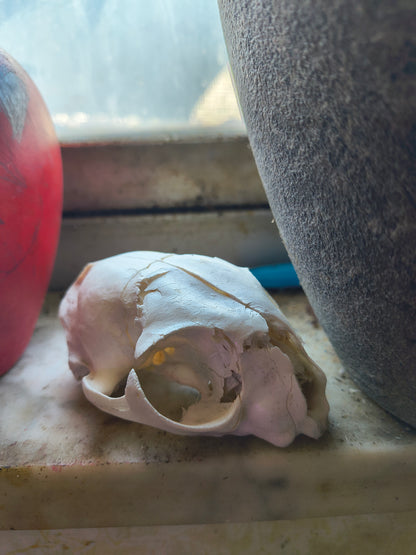 Craft grade cat skull