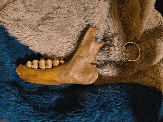 Cracker deer jaw