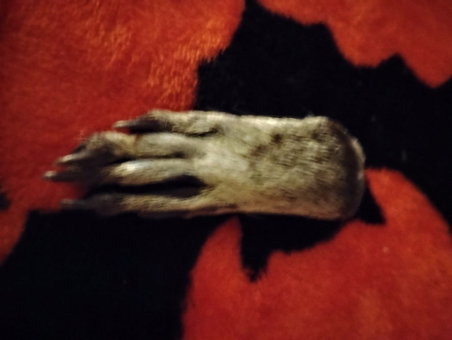 Raccoon paw