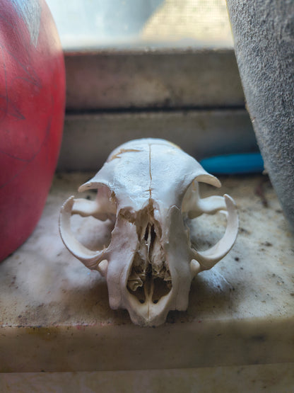 Craft grade cat skull