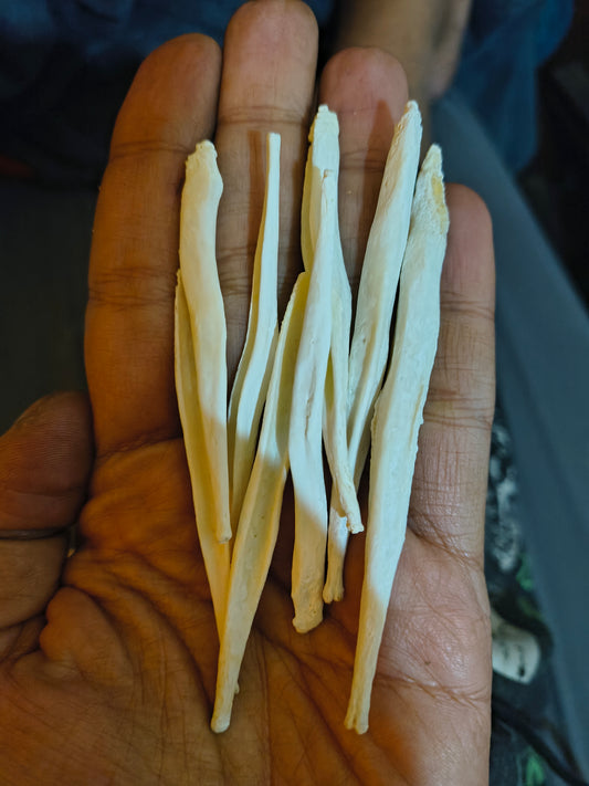 Coyote baculum